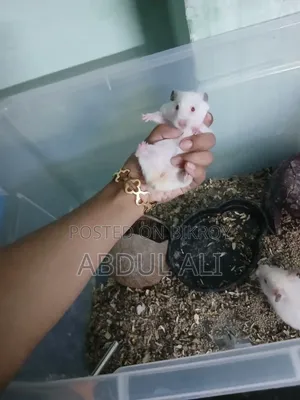 ভালো মানের অ্যাডাল্ট ১টি পুরুষ এবং ২টি স্ত্রী