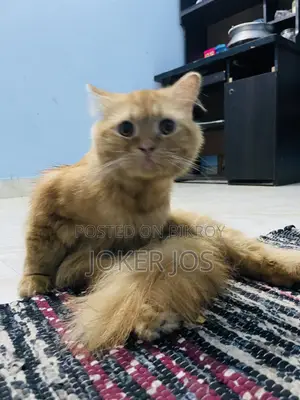 ১-৩ মাসের পুরুষ বিশুদ্ধ পার্সিয়ান বিড়াল