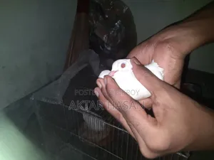 Australian Dove for Sale