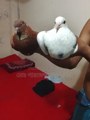 Native Pigeon Running Pair