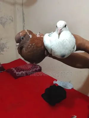 Native Pigeon Running Pair