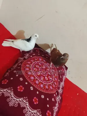 Native Pigeon Running Pair