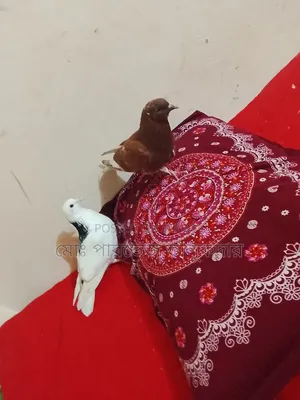 Native Pigeon Running Pair