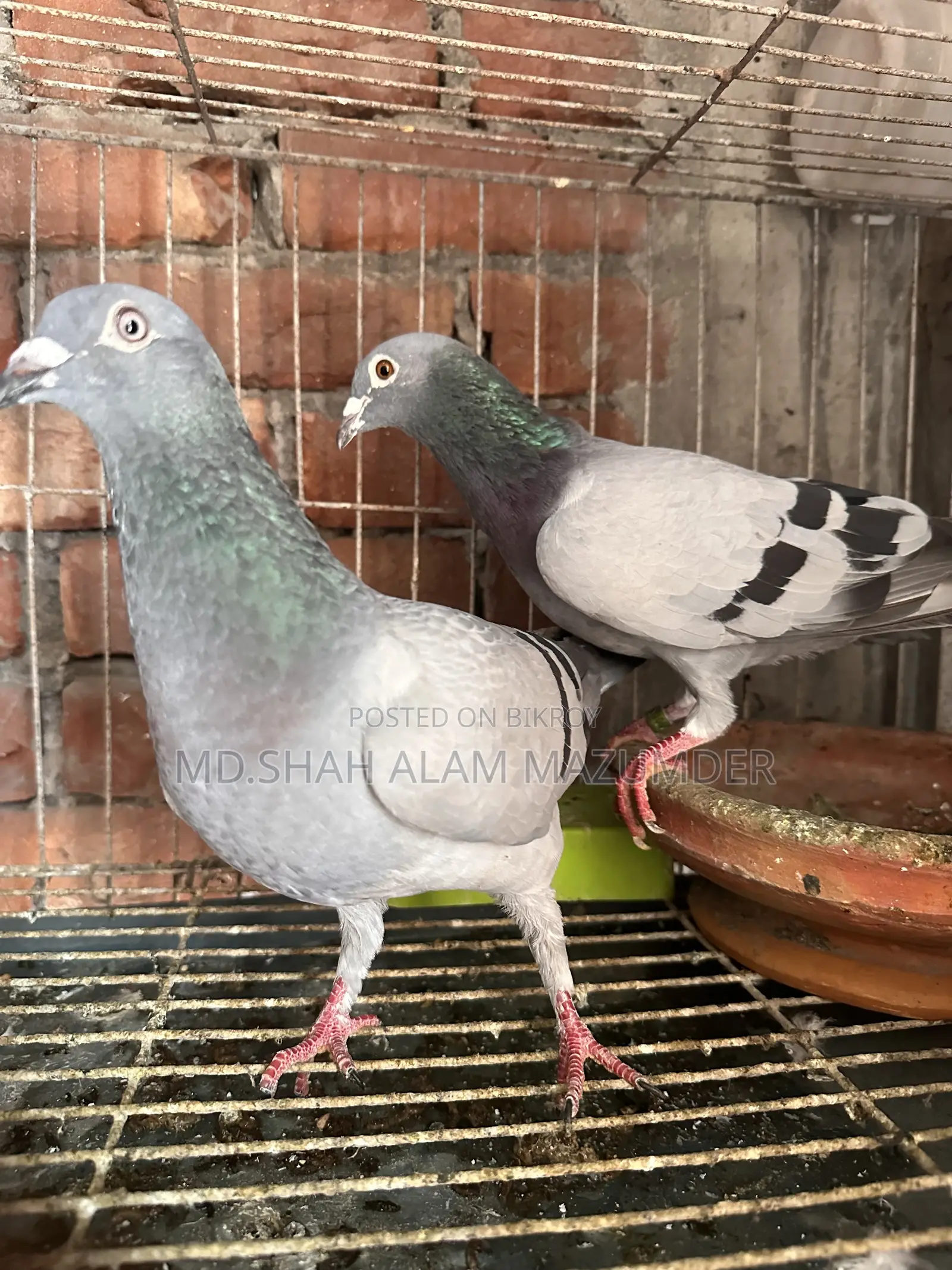 Racer Running Pair