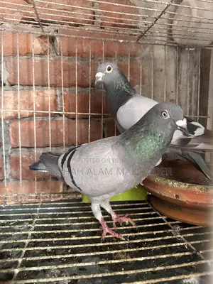 Racer Running Pair