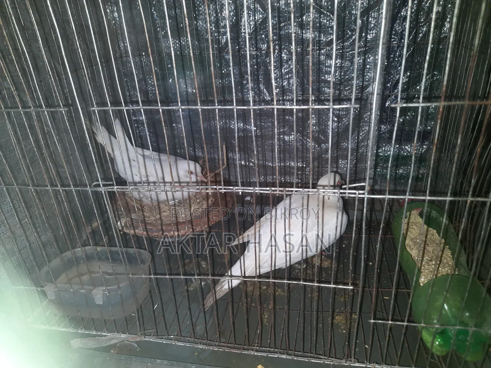 Australian Dove for Sale