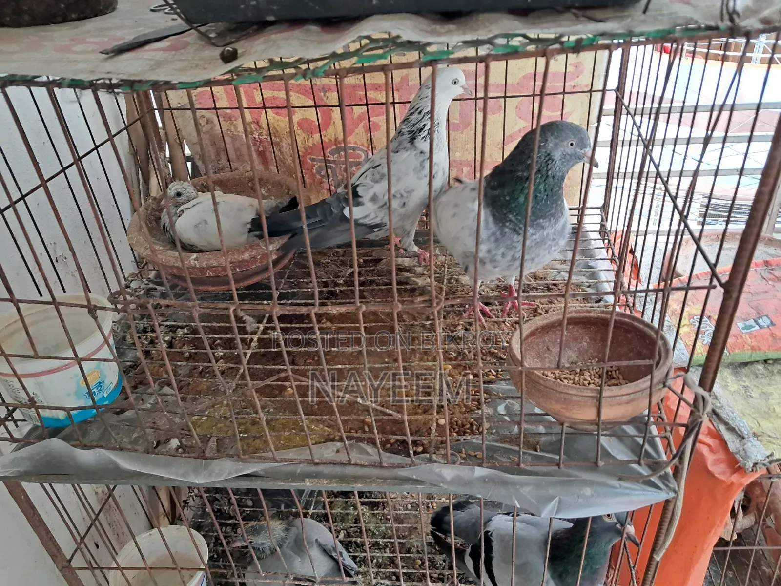 রানিং গিরিবাজ কবুতর