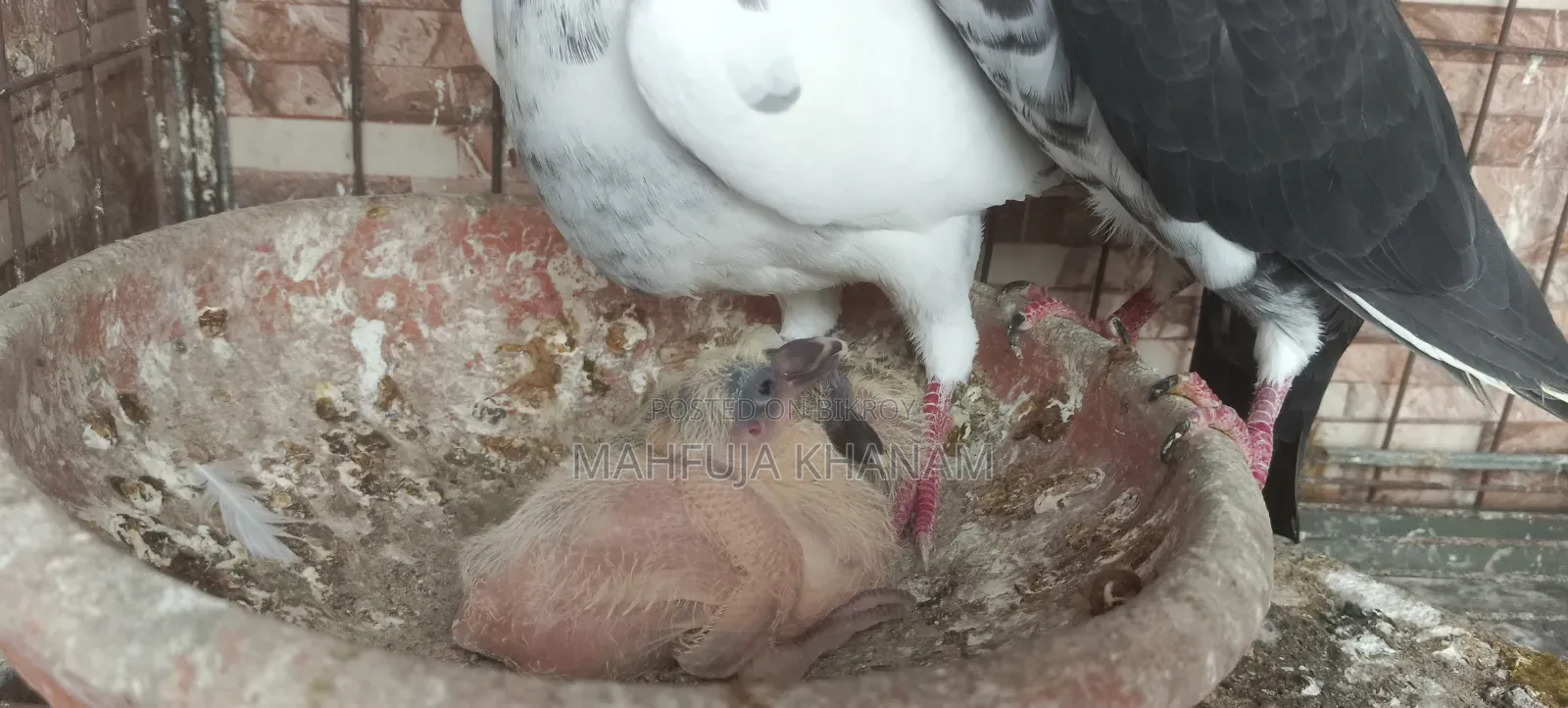জরুরি ভিত্তিতে হোমা কবুতরের রানিং পেয়ার বিক্রি