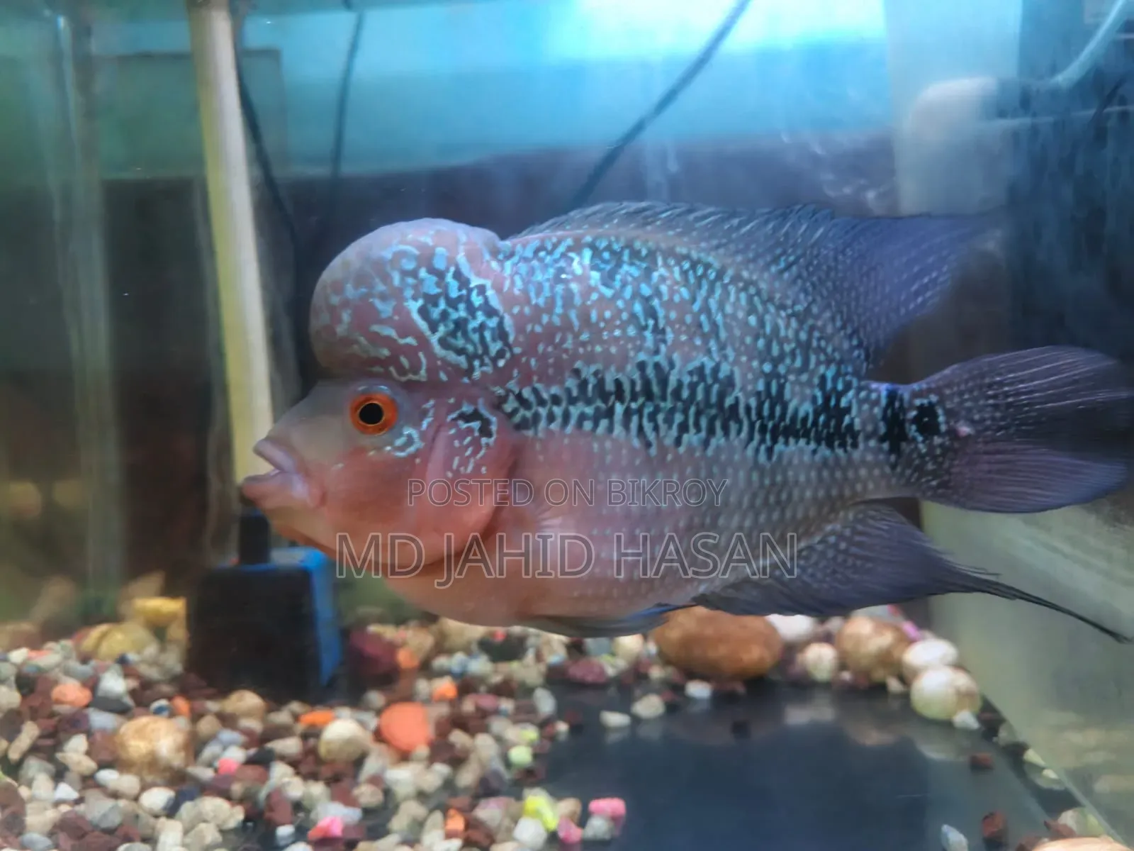 2 Piece Flowerhorn Fish