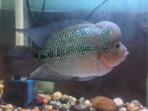 2 Piece Flowerhorn Fish