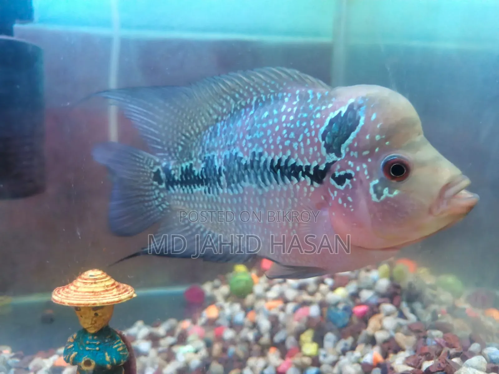2 Piece Flowerhorn Fish