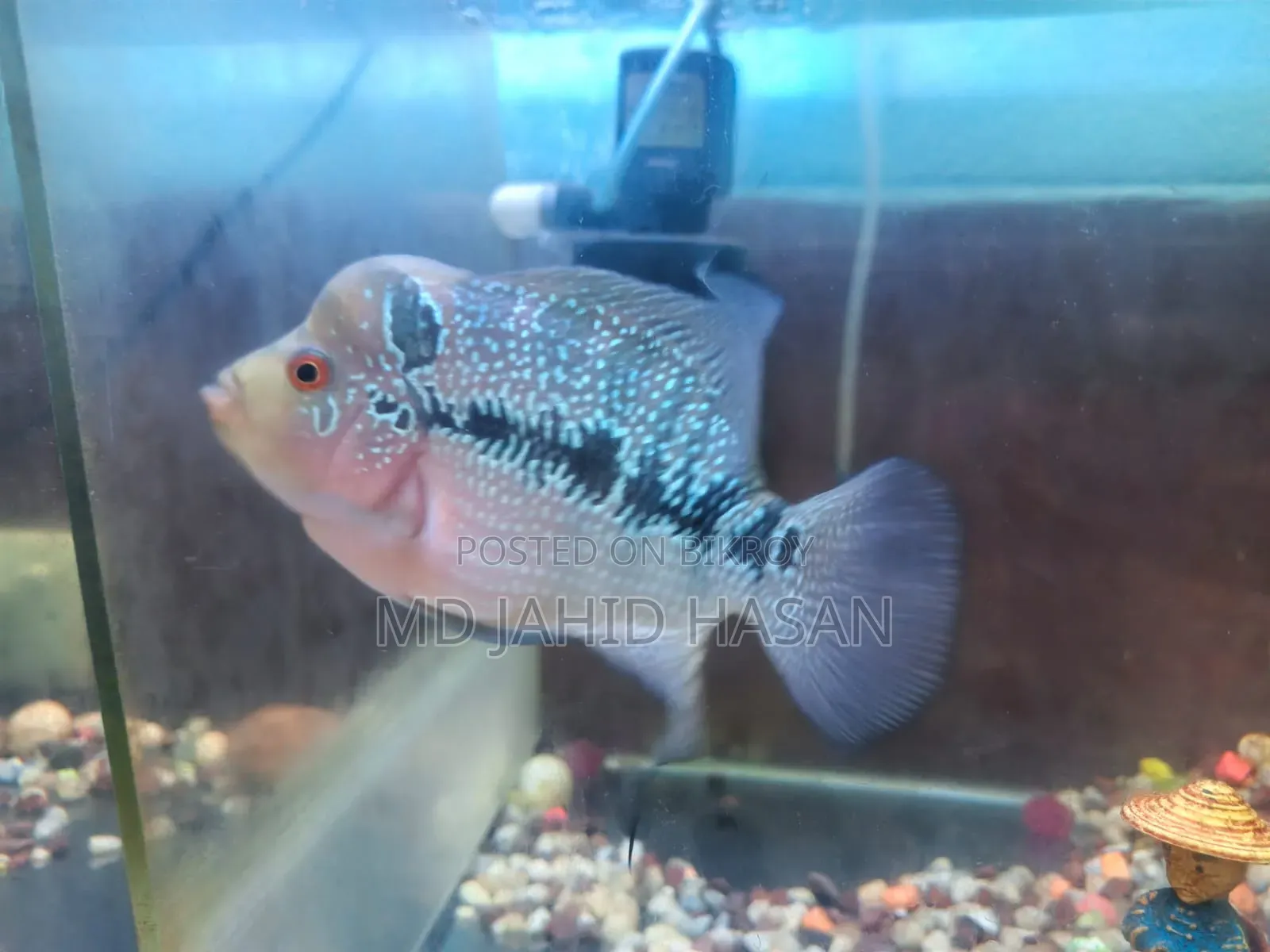 2 Piece Flowerhorn Fish