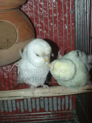 Jp Pair Running
