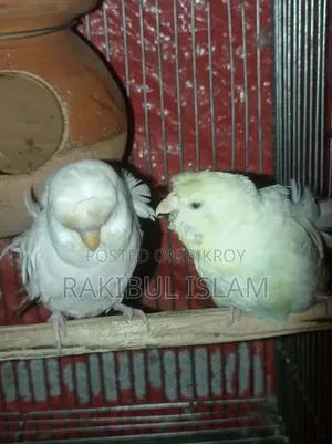 Jp Pair Running