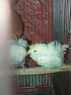 Jp Pair Running