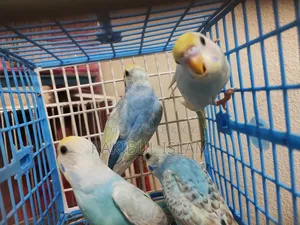 রেইনবো অ্যান্ড ক্লাসিক বেবি