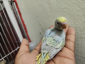 রেইনবো অ্যান্ড ক্লাসিক বেবি