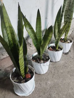 টবসহ স্নেক প্ল্যান্ট, ৪ পিস