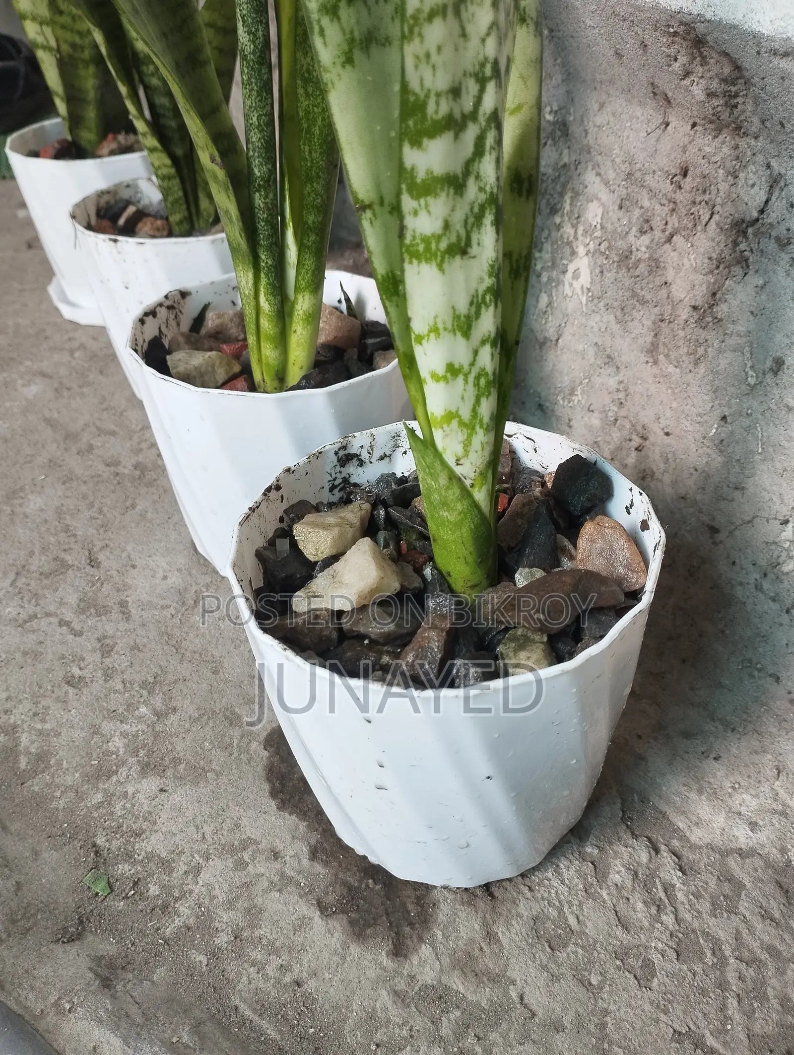 টবসহ স্নেক প্ল্যান্ট, ৪ পিস