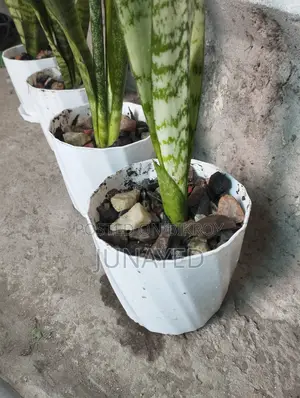 টবসহ স্নেক প্ল্যান্ট, ৪ পিস