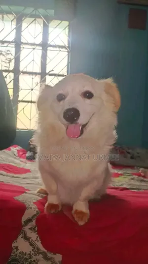 1+ Year Female Mixed Breed Japanese Spitz