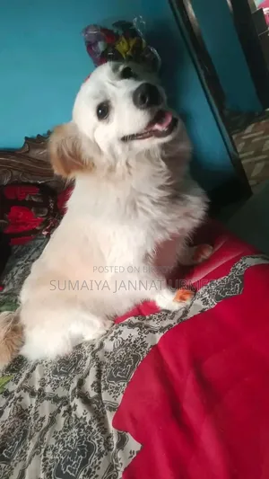 1+ Year Female Mixed Breed Japanese Spitz