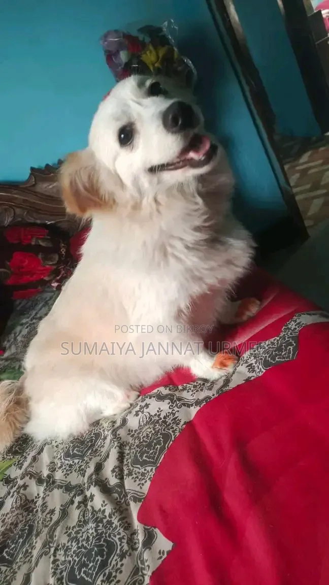 1+ Year Female Mixed Breed Japanese Spitz