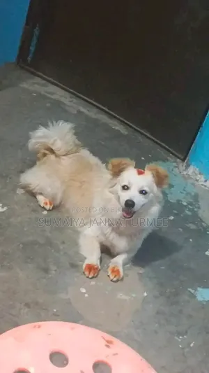 1+ Year Female Mixed Breed Japanese Spitz