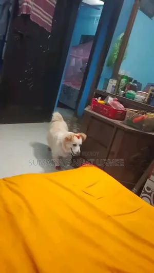 1+ Year Female Mixed Breed Japanese Spitz