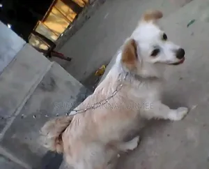 1+ Year Female Mixed Breed Japanese Spitz
