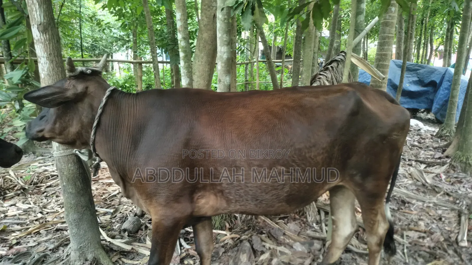 দেশি জাতের গরু/ বাজা গাই