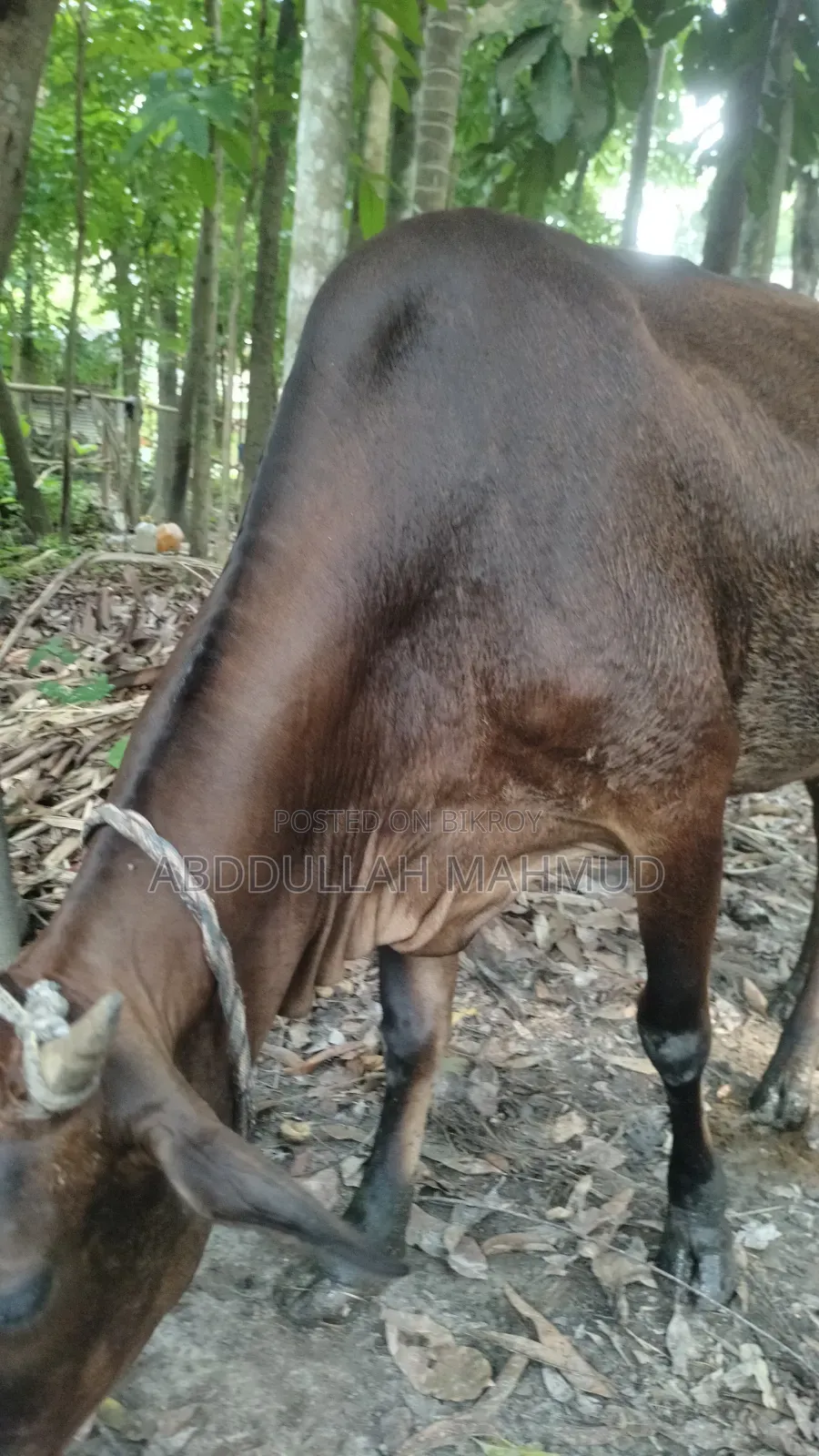 দেশি জাতের গরু/ বাজা গাই
