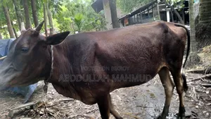 দেশি জাতের গরু/ বাজা গাই