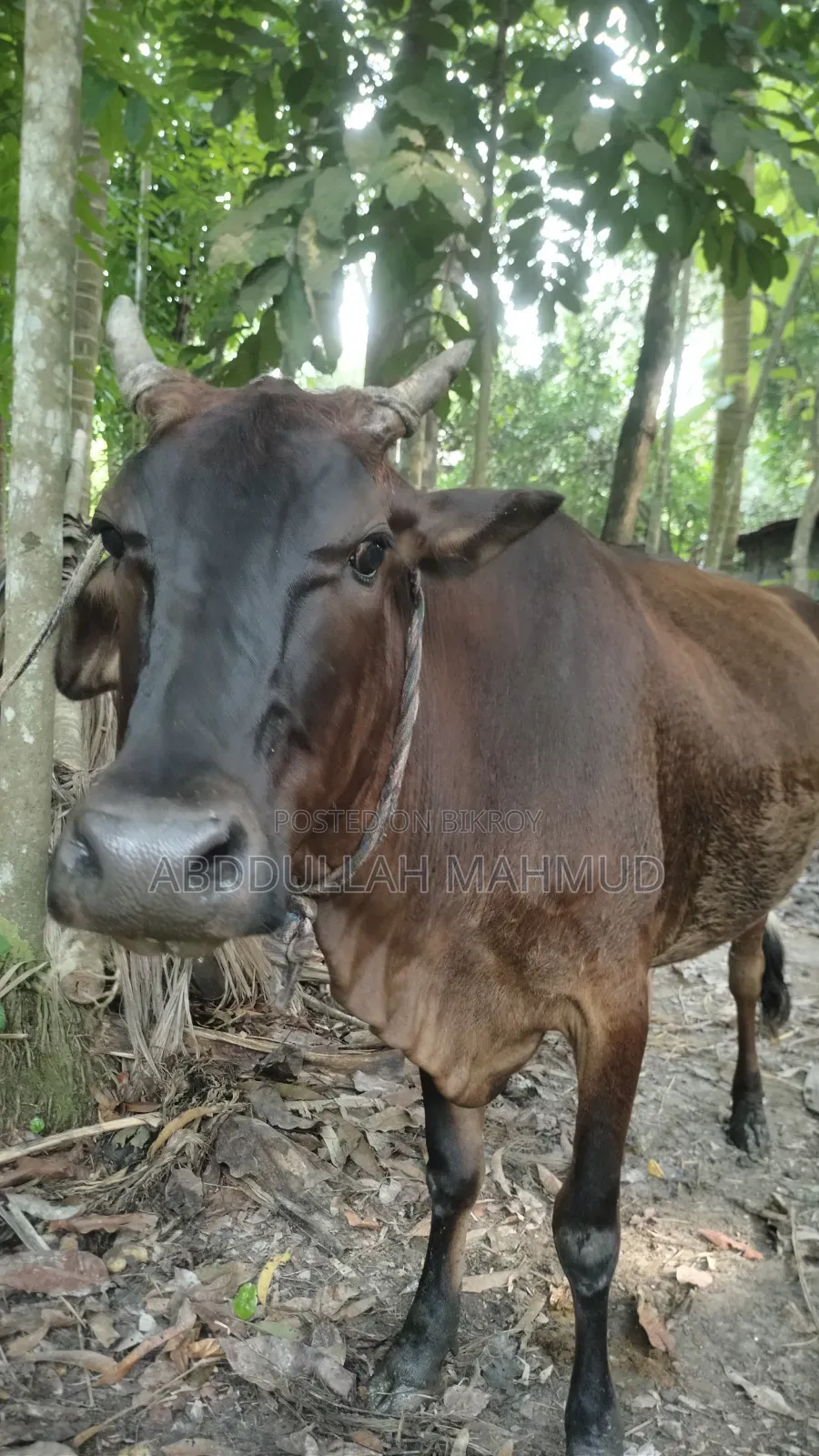 দেশি জাতের গরু/ বাজা গাই