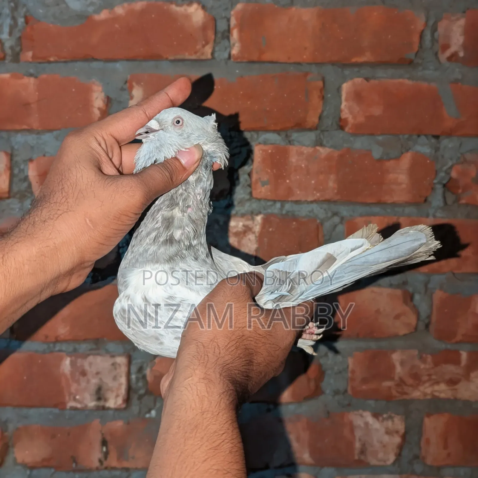 সিলবার খাকি নর চুইথাল