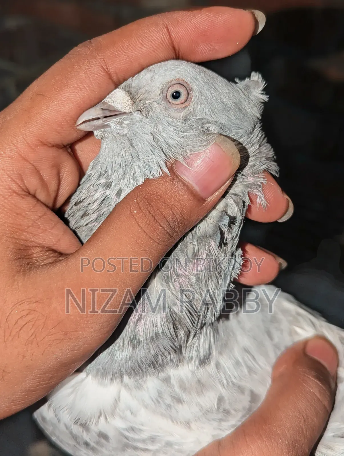 সিলবার খাকি নর চুইথাল