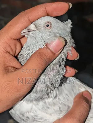 সিলবার খাকি নর চুইথাল
