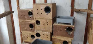 ব্রিডিং বক্স