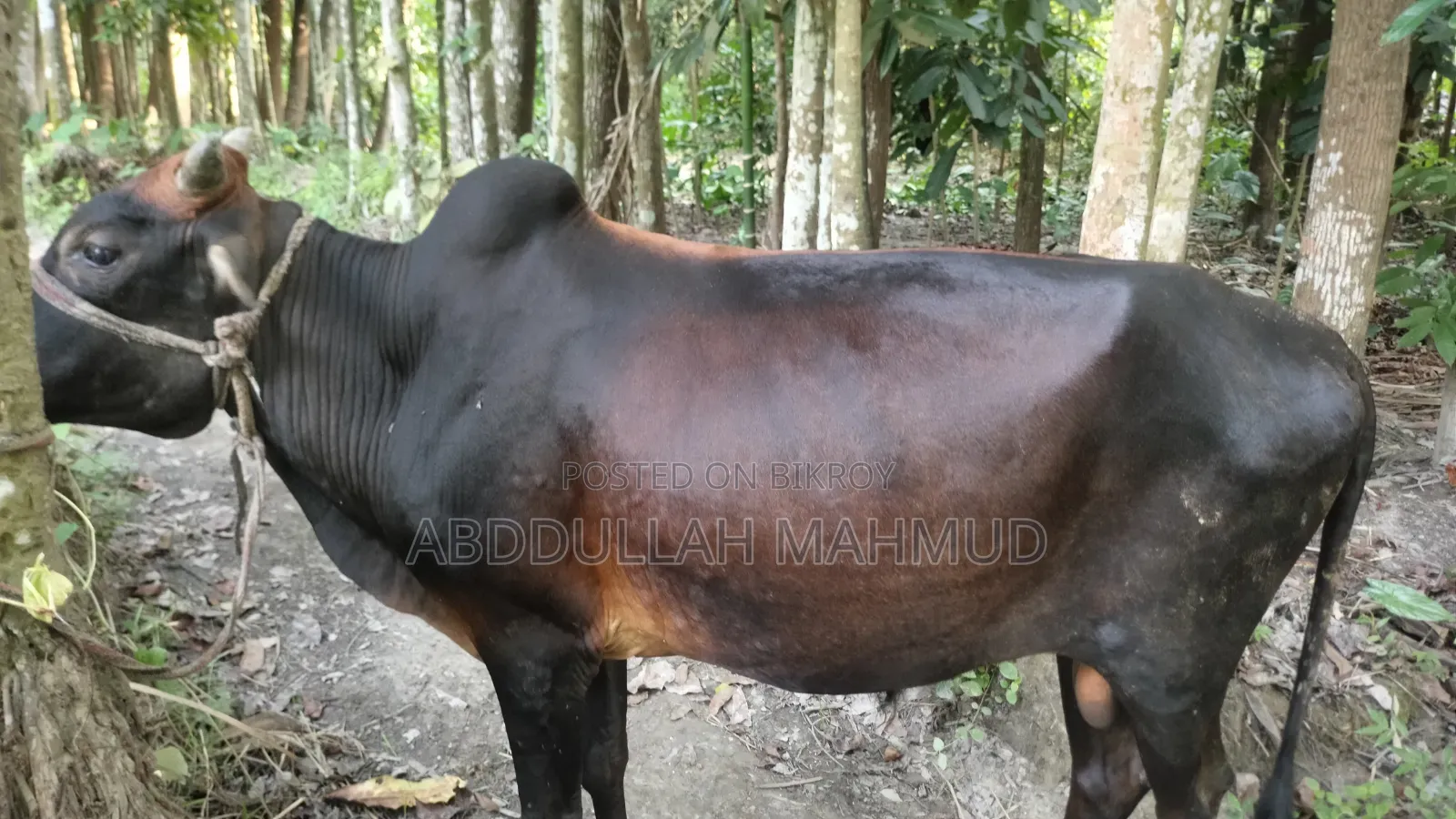 দেশি জাতের ষাড় গরু