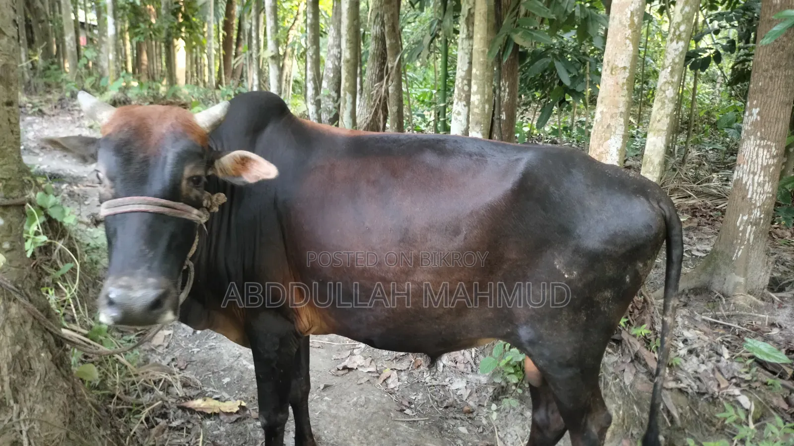 দেশি জাতের ষাড় গরু