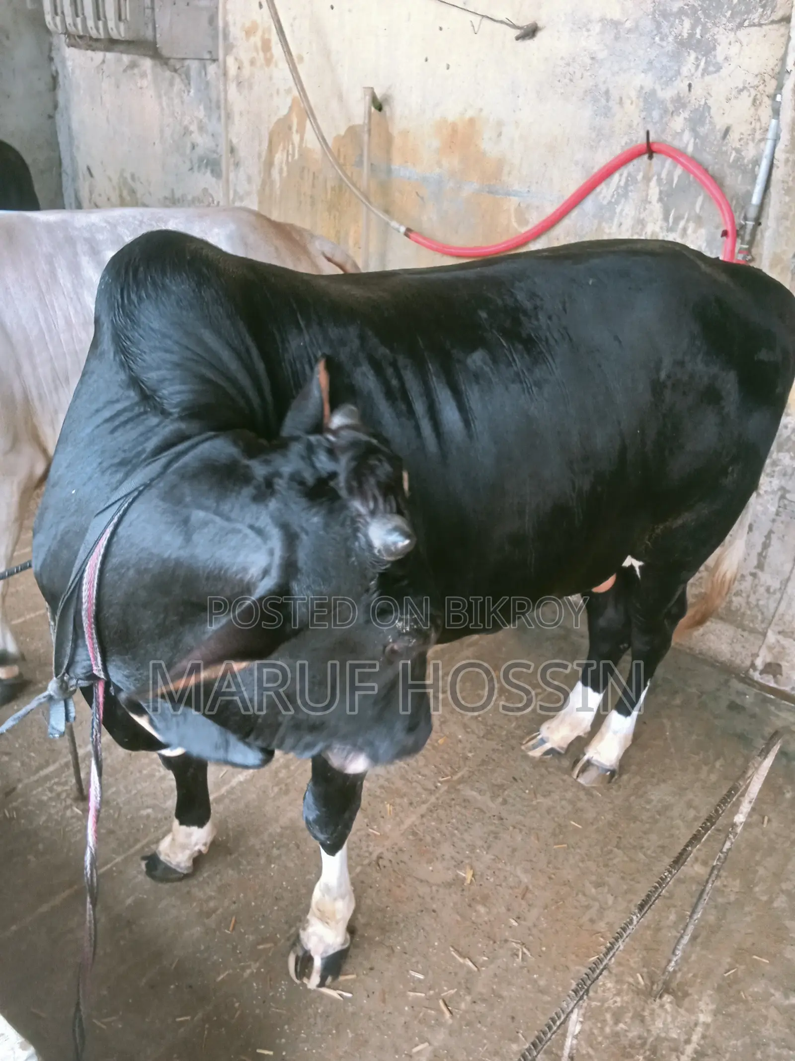 মোহাম্মদ মারুফ হোসেন, দেয়ানা, দৌলতপুর খুলনা