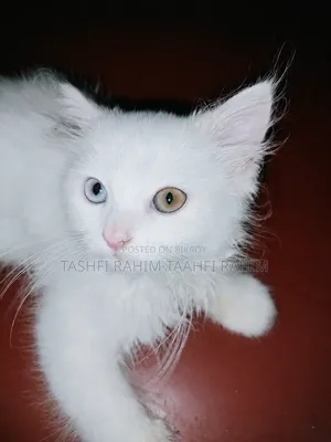 1-3 months Male Purebred Persian
