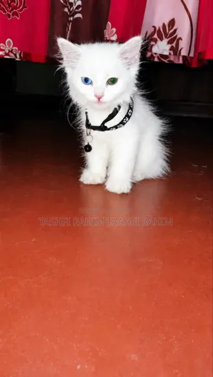 1-3 months Male Purebred Persian