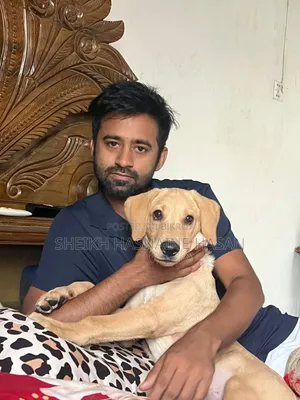 ৩-৬ মাস বয়সী পুরুষ বিশুদ্ধ জাতের ল্যাব্রাডর রিট্রিভার