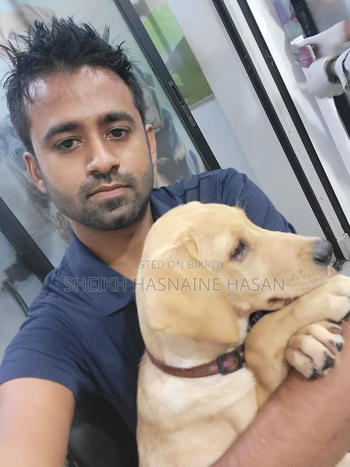 3-6 Months Male Purebred Labrador Retriever