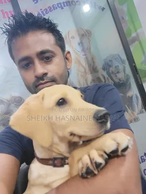 3-6 Months Male Purebred Labrador Retriever