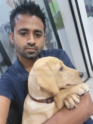 3-6 Months Male Purebred Labrador Retriever