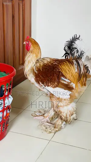 অ‍্যাডাল্ট বাফ ব্রাহামা মেল