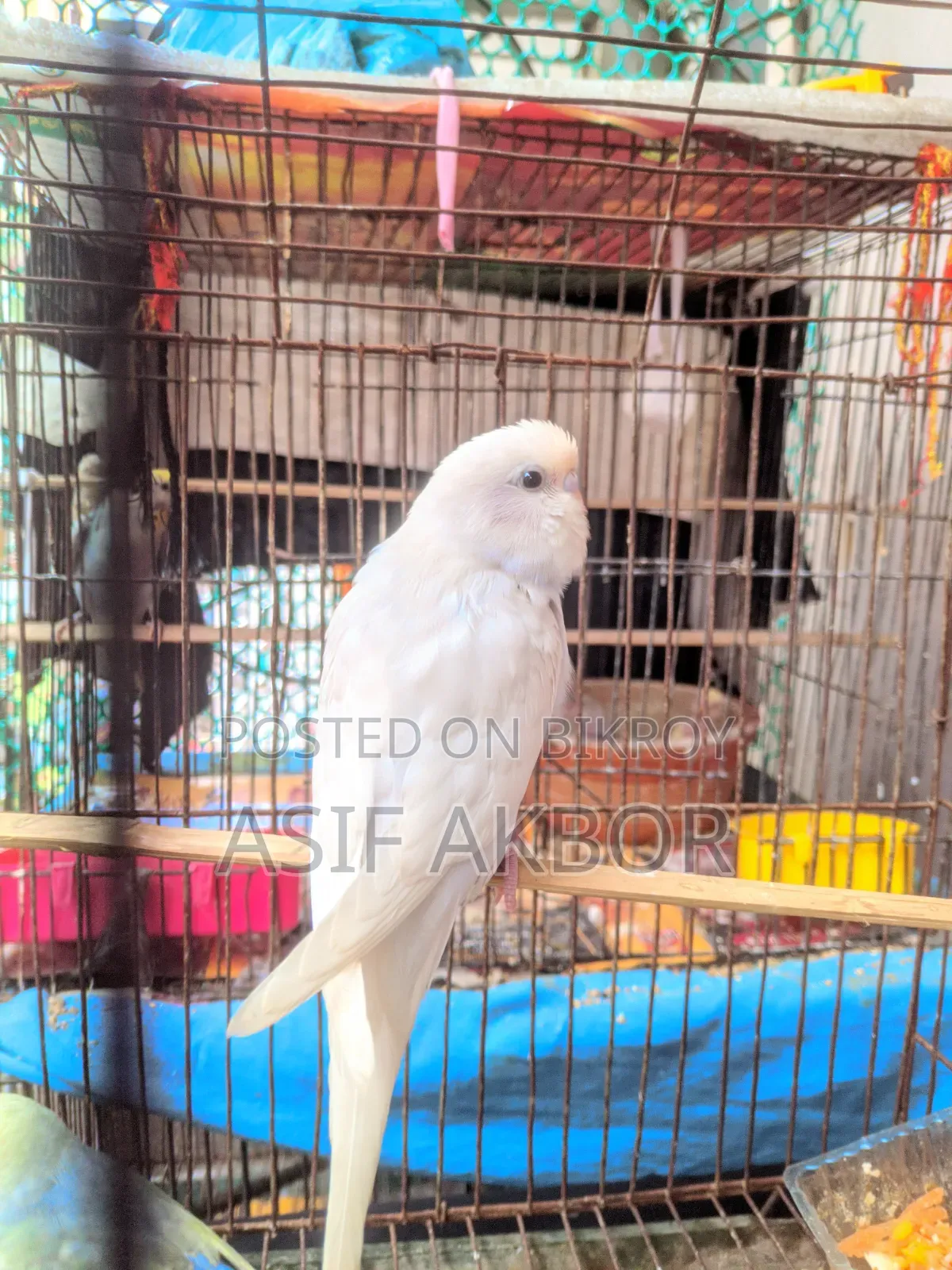 Budgerigar Bird