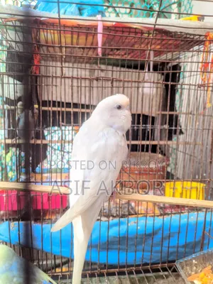 Budgerigar Bird